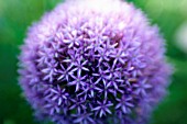 ALLIUM ROSENBACHIANUM, ALLIUM