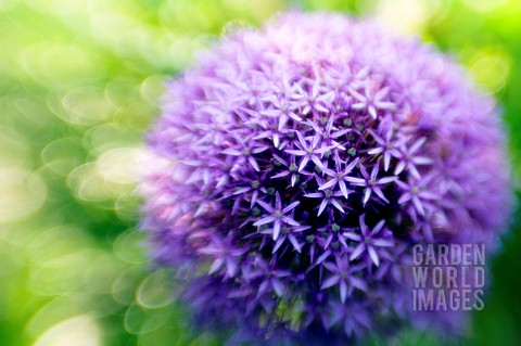 ALLIUM_ROSENBACHIANUM_ALLIUM