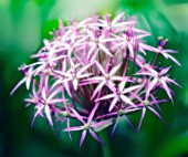 ALLIUM CRISTOPHII, ALLIUM