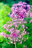 ALLIUM CRISTOPHII, ALLIUM