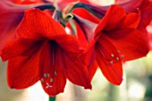 HIPPEASTRUM, AMARYLLIS