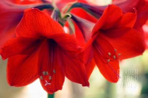 HIPPEASTRUM_AMARYLLIS