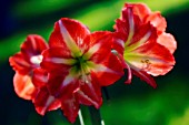 HIPPEASTRUM, AMARYLLIS