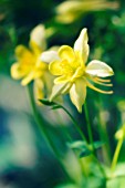 AQUILEGIA FORMOSA, AQUILEGIA, COLUMBINE