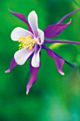 AQUILEGIA FORMOSA, AQUILEGIA, COLUMBINE