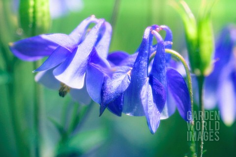 AQUILEGIA_FORMOSA_AQUILEGIA_COLUMBINE