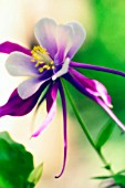 AQUILEGIA FORMOSA, AQUILEGIA, COLUMBINE