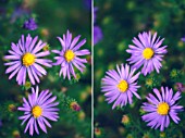 ASTER NOVI-BELGII, ASTER