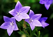 PLATYCODON GRANDIFLORUS, BALLOON FLOWER