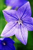 PLATYCODON GRANDIFLORUS, BALLOON FLOWER