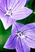 PLATYCODON GRANDIFLORUS, BALLOON FLOWER