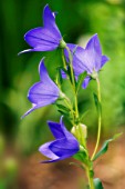 PLATYCODON GRANDIFLORUS, BALLOON FLOWER