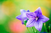 PLATYCODON GRANDIFLORUS, BALLOON FLOWER