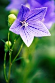 PLATYCODON GRANDIFLORUS, BALLOON FLOWER