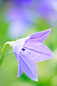 PLATYCODON GRANDIFLORUS, BALLOON FLOWER