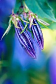 CAMPANULA RAPUNCULOIDES, CAMPANULA, BELLFLOWER