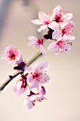 PRUNUS CERASIFERA, CHERRY PLUM