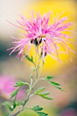 CHRYSANTHEMUM, CHRYSANTHEMUM