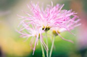 CHRYSANTHEMUM, CHRYSANTHEMUM