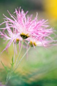 CHRYSANTHEMUM, CHRYSANTHEMUM