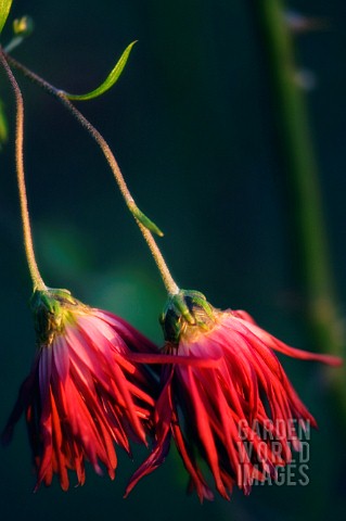 CHRYSANTHEMUM_CHRYSANTHEMUM