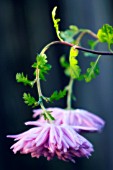 CHRYSANTHEMUM, CHRYSANTHEMUM