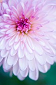 CHRYSANTHEMUM, CHRYSANTHEMUM