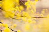 CORNUS MAS, CORNELIAN CHERRY DOGWOOD