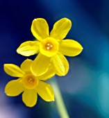 NARCISSUS, DAFFODIL