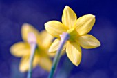 NARCISSUS, DAFFODIL