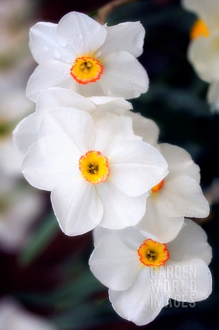 NARCISSUS_DAFFODIL