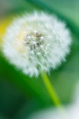 TARAXACUM OFFICINALE, DANDELION CLOCK