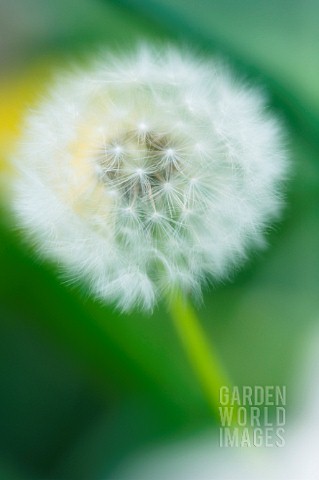 TARAXACUM_OFFICINALE_DANDELION_CLOCK