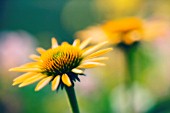 ECHINACEA PARADOXA, ECHINACEA, PURPLE CONEFLOWER