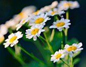 TANACETUM PARTHENIUM, FEVERFEW