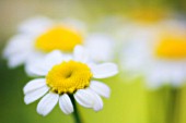 TANACETUM PARTHENIUM, FEVERFEW