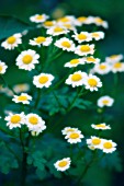 TANACETUM PARTHENIUM, FEVERFEW