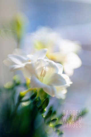 FREESIA_FREESIA