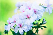 PELARGONIUM X HORTORUM, PELARGONIUM