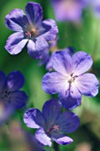 GERANIUM X MAGNIFICUM, GERANIUM, CRANESBILL