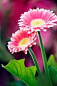 GERBERA JAMESONII, GERBERA, BARBERTON DAISY