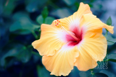 HIBISCUS_SYRIACUS_HIBISCUS