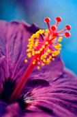 HIBISCUS SYRIACUS, HIBISCUS