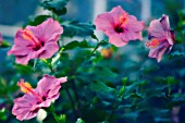 HIBISCUS SYRIACUS, HIBISCUS