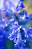 HYACINTHUS ORIENTALIS, HYACINTH