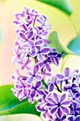 SYRINGA, LILAC