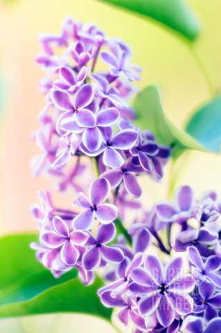 SYRINGA_LILAC