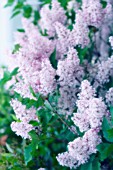 SYRINGA, LILAC