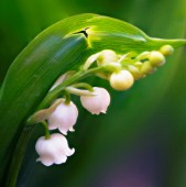 CONVALLARIA MAJALIS, LILY-OF-THE-VALLEY