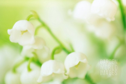 CONVALLARIA_MAJALIS_LILYOFTHEVALLEY